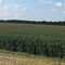 极早熟玉米种子P7892DuPont Pioneer