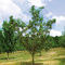 防鸟网Vilmorin Jardin (Vilmorin Garden/ VDB)