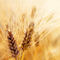 冬季大麦种子OdysseyLimagraincerealseeds