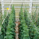 抗白粉病黄瓜种子 / 花叶病抗性 / 抗赤霉病 / 夏季