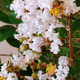 花圃花灌木 / 白花