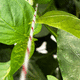 植物支撑农用线绳 / 园艺 / 温室