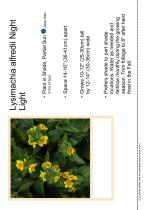 Lysimachia alfredii Night Light