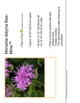 Monarda didyma BeeMine™ Lavender