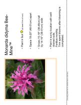 Monarda didyma BeeMine™ Pink