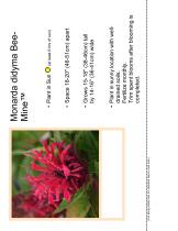 Monarda didyma BeeMine™ Red