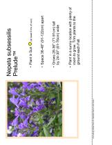 Nepeta subsessilis Prelude™