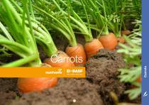 Carrot brochure