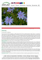 Chicory