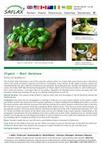 Organic - Basil Genovese